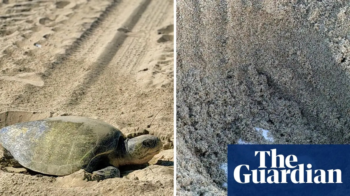 In historic first, tropical turtles spotted nesting on California beaches