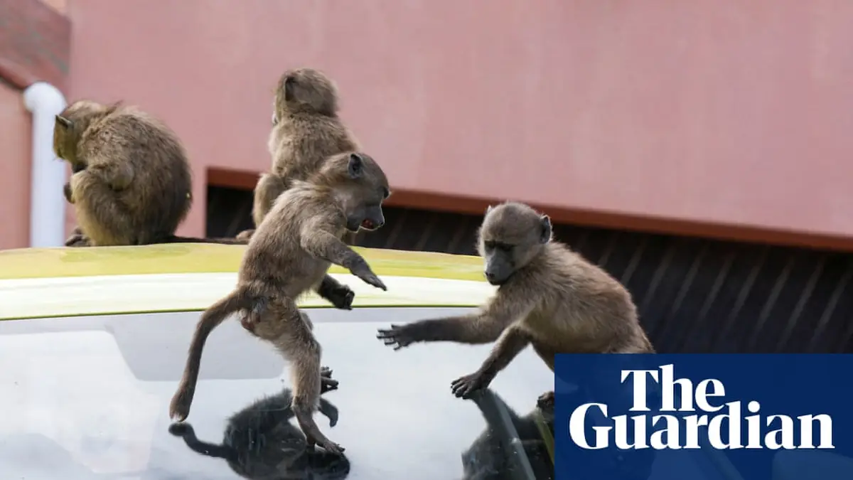 ‘It’s hard to sell a house when it’s covered in baboon faeces’: Cape Town divided over plan to remove its monk