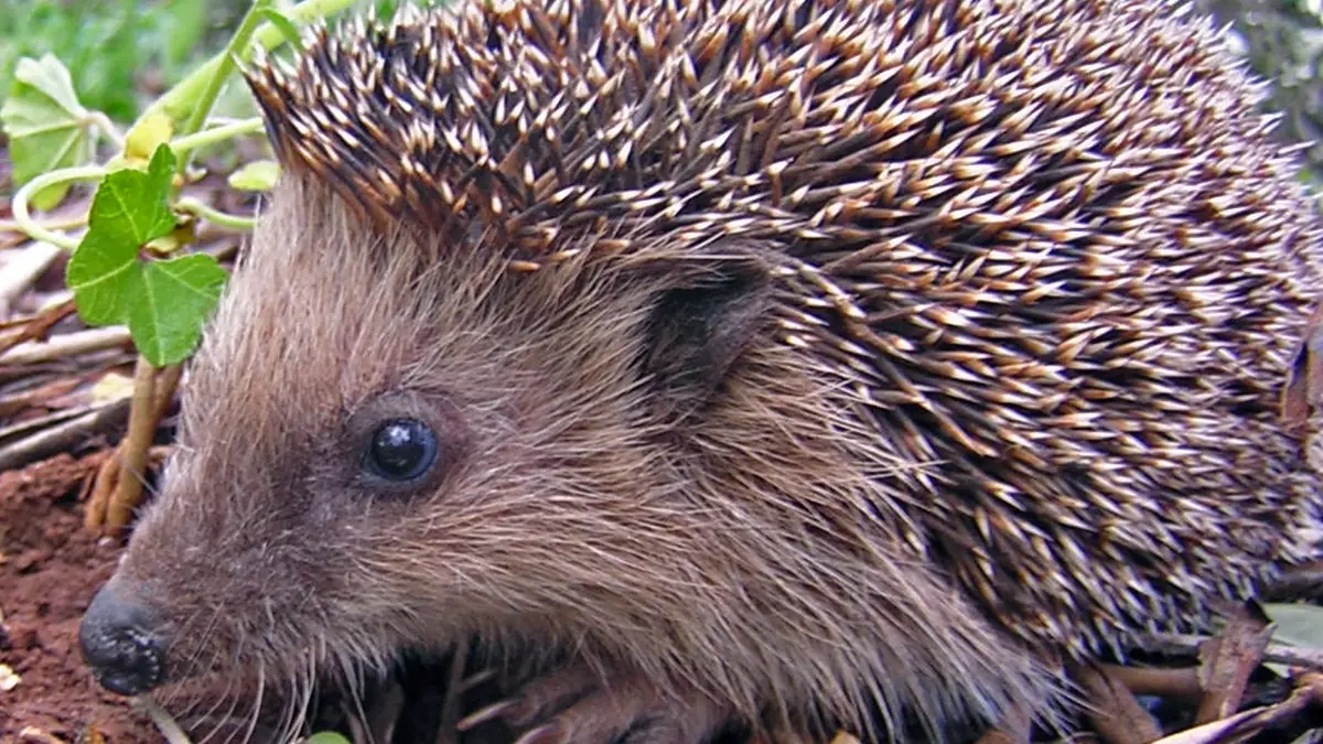 Sonic Team confirms new Sonic the Hedgehog game in development with “unprecedented gameplay”